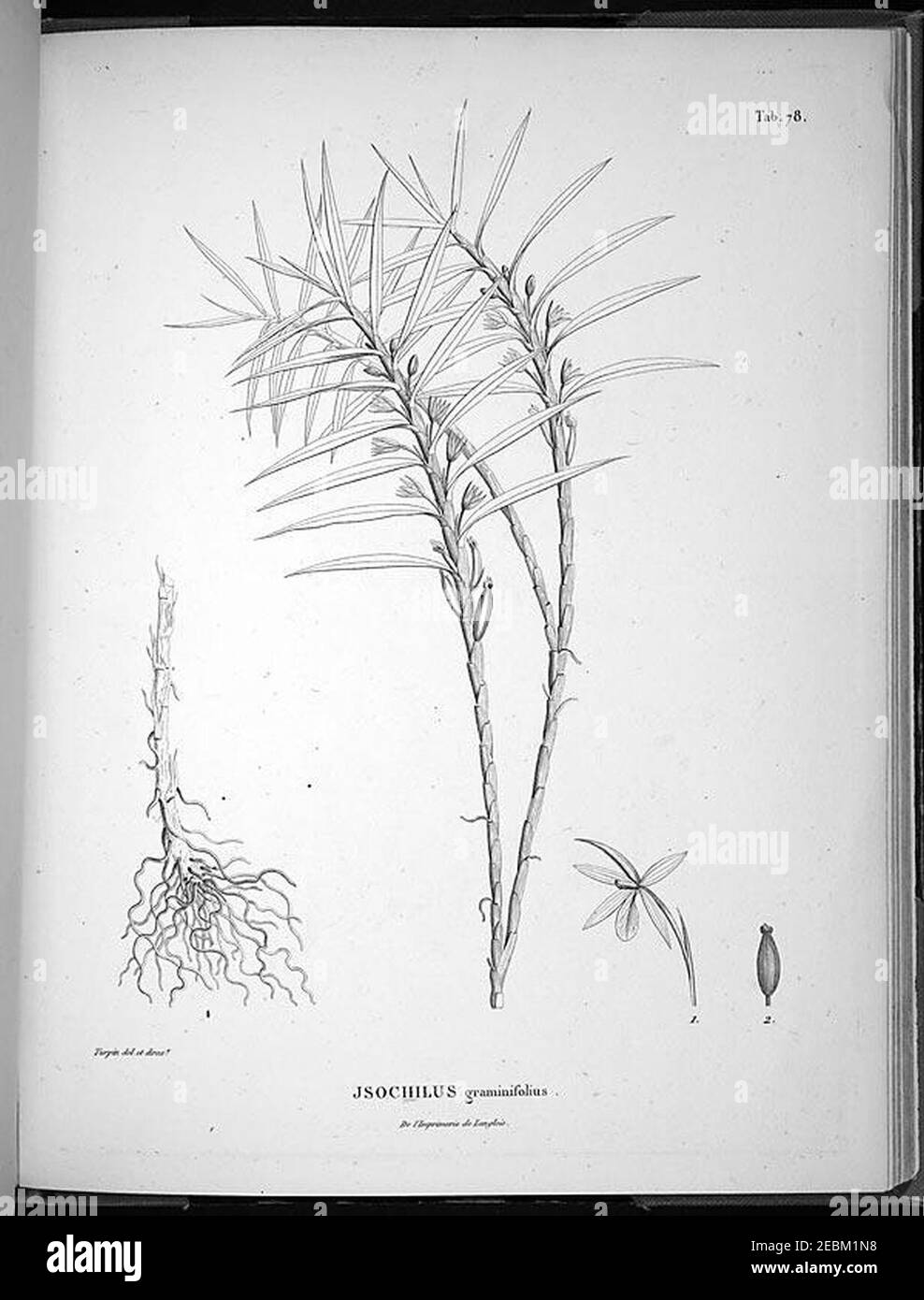 Nova genera et species plantarum (Tab. 78) Stock Photo