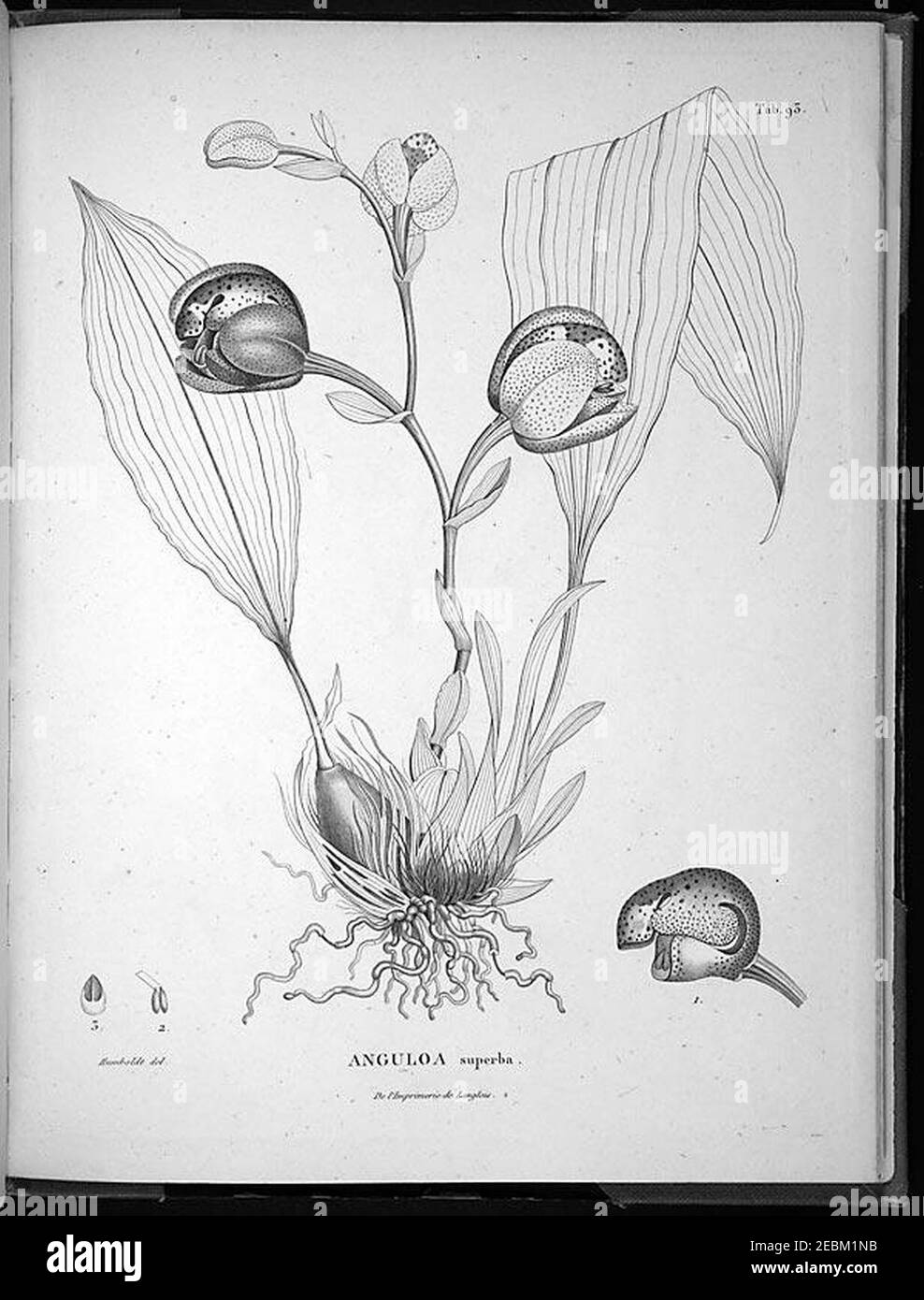 Nova genera et species plantarum (Tab. 93) Stock Photo