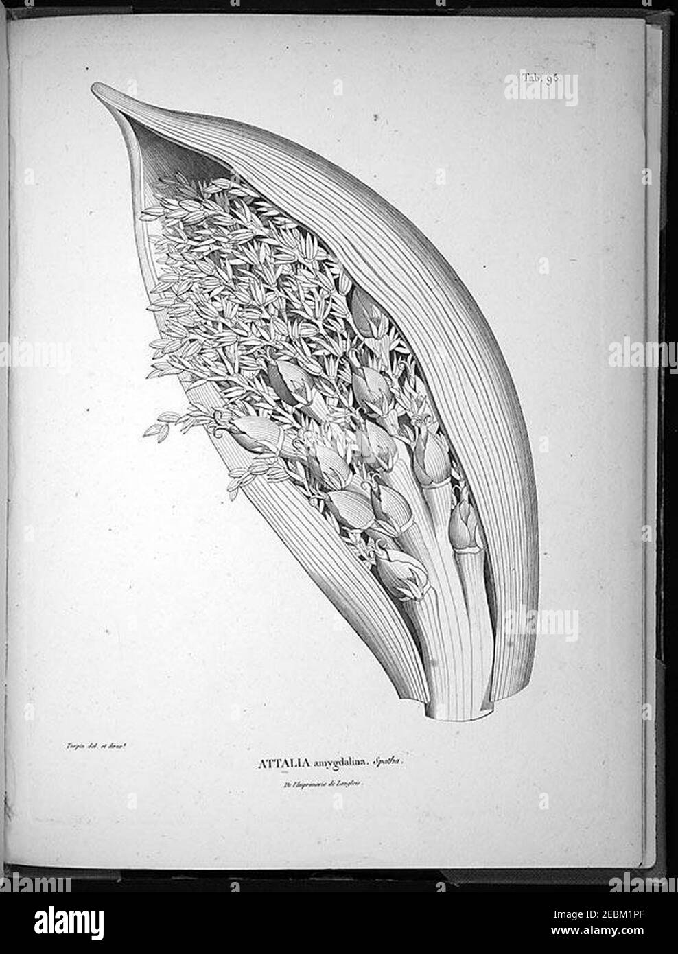 Nova genera et species plantarum (Tab. 95) Stock Photo