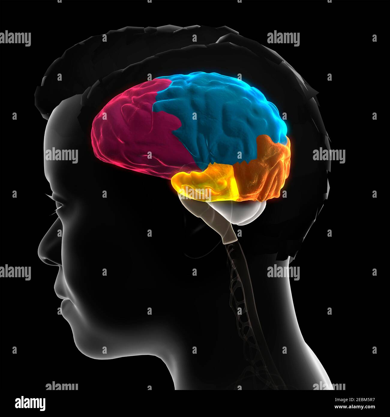 Human brain anatomy, 3D illustration Stock Photo - Alamy