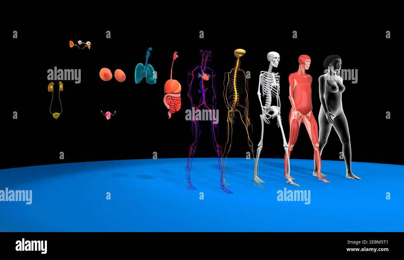 Human body systems, illustration Stock Photo