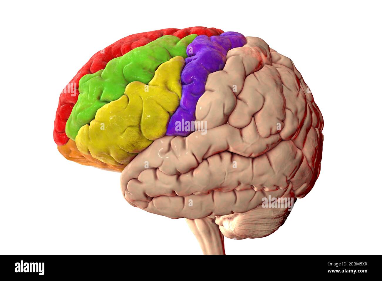 Human brain with highlighted frontal gyri, illustration Stock Photo