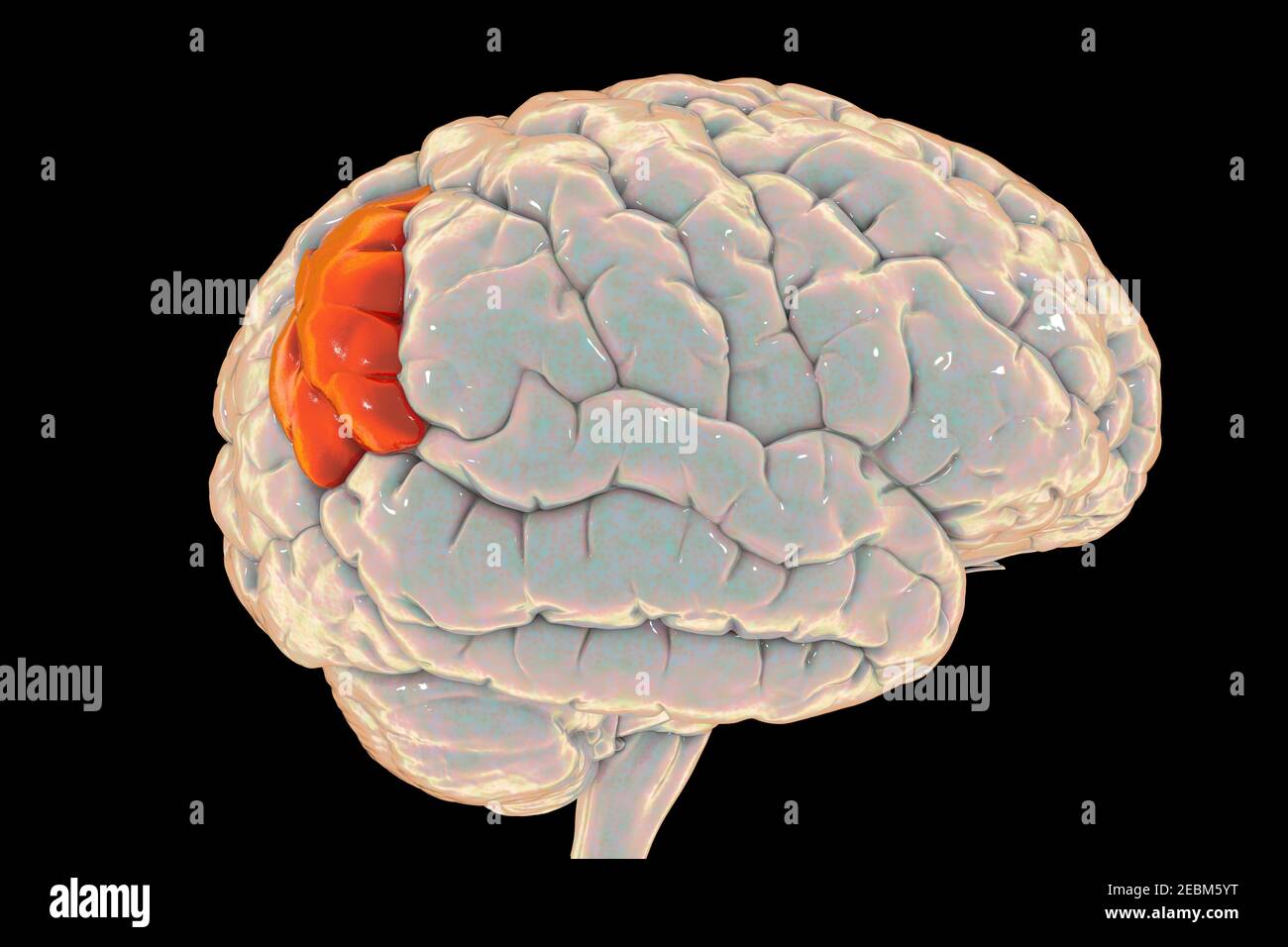 Human brain with highlighted angular gyrus, illustration Stock Photo