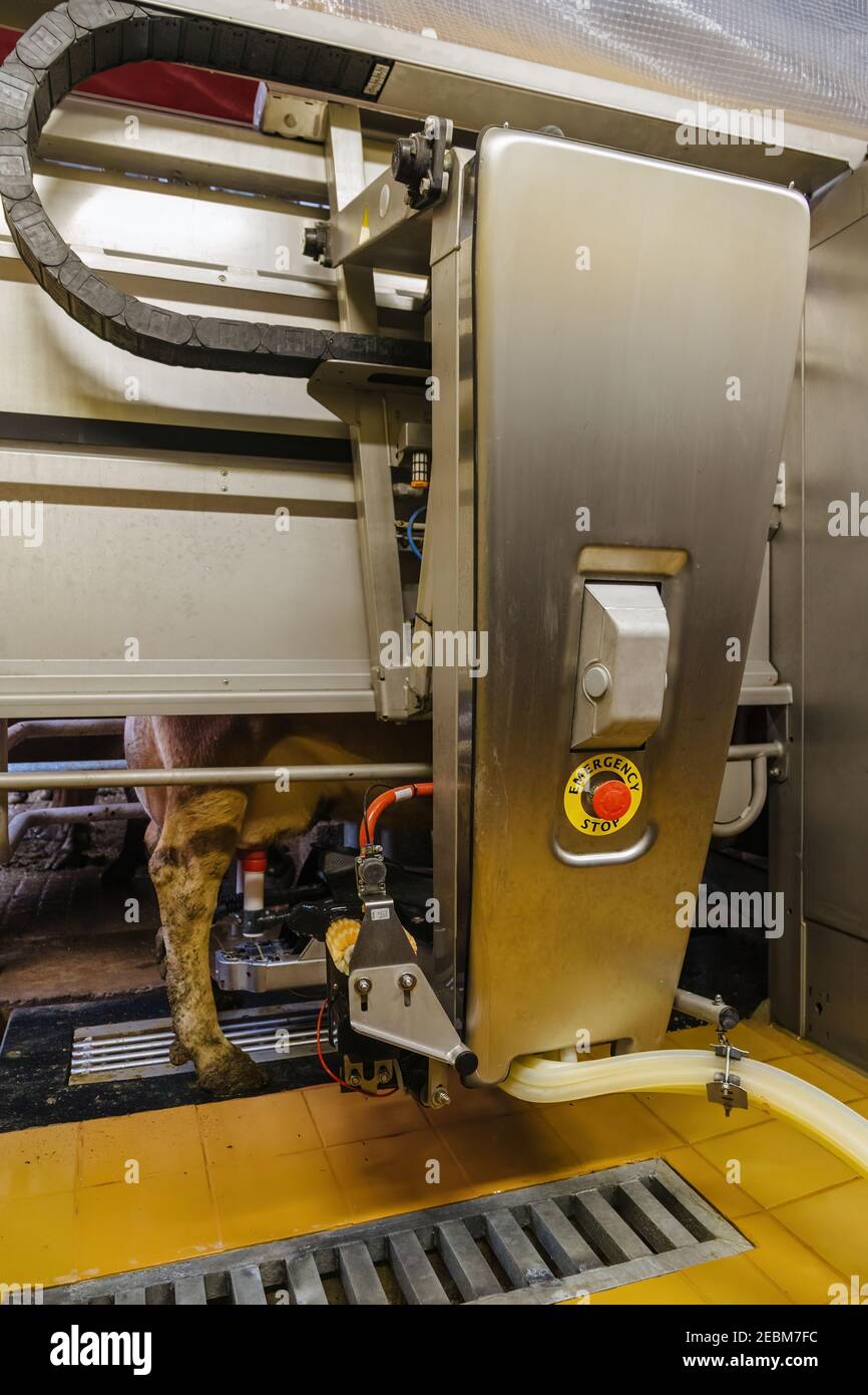 Milking the cows with a fully automated milking robot Stock Photo Alamy