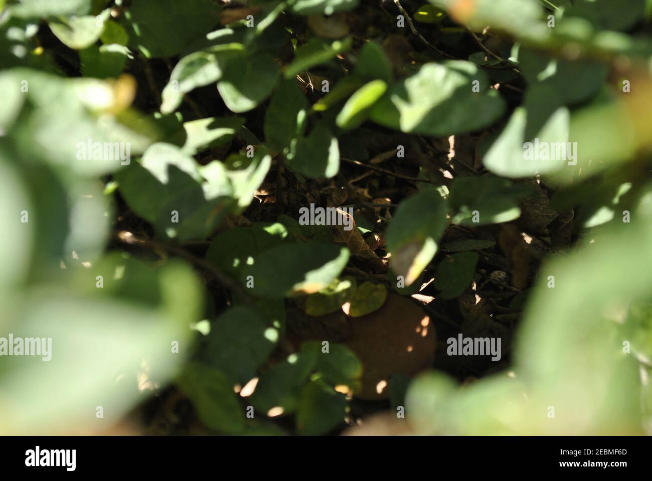 Hojas hoja planta hires stock photography