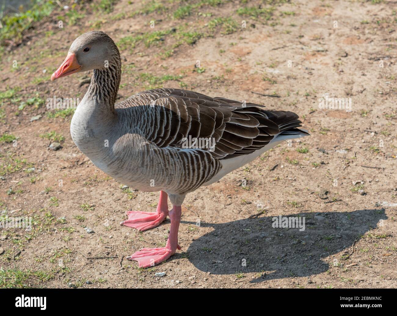 Greylag goose, Anser anser, adult, stands on sandy ground Stock Photo