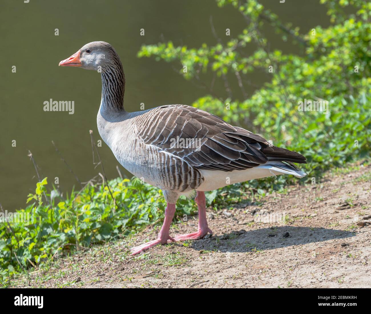Greylag goose, Anser anser, adult, stands on sandy ground Stock Photo