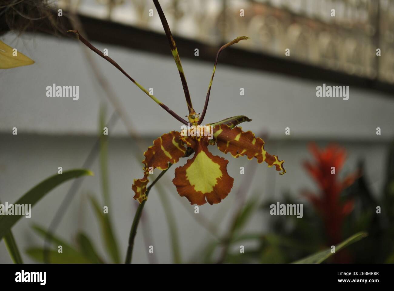 This is an Orquídea Psychopsis or Butterfly orchid Stock Photo