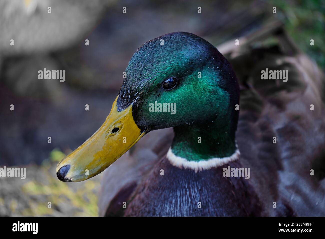 One mallard duck close-up with yellow beck, rich emerald-coloured plumage and a bright shiny eye. Stock Photo