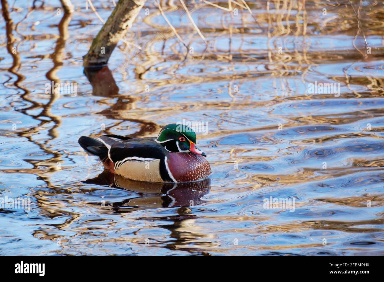 Colourful wood duck swimming on gently rippled Lost Lagoon in January.  Gently rippled water reflects blue sky and pale, straw coloured vegetation Stock Photo