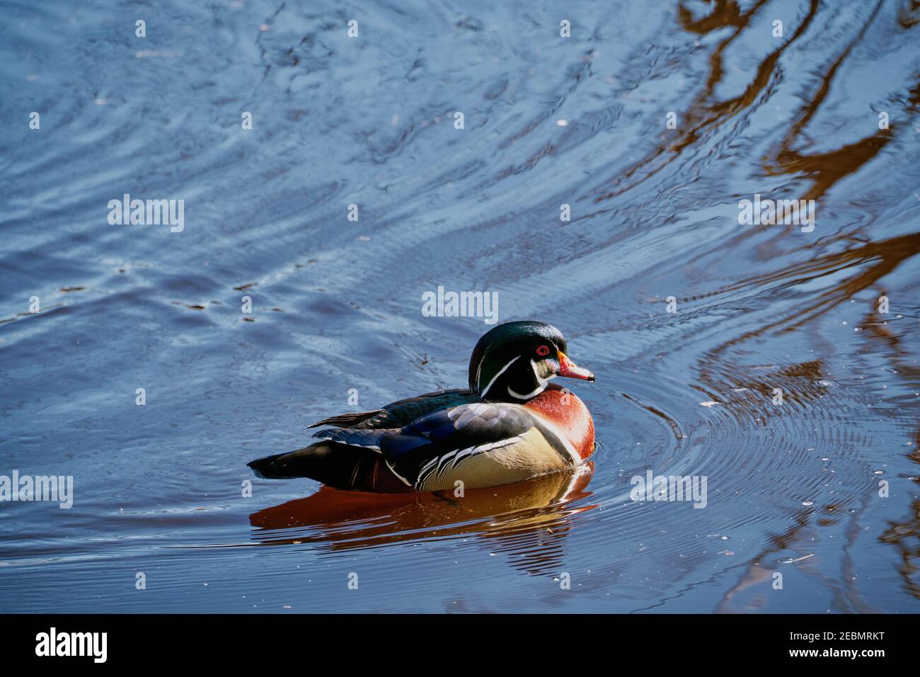 Brightly coloured and striped wood duck swims across blue water of Stanley Park's Lost Lagoon. Stock Photo