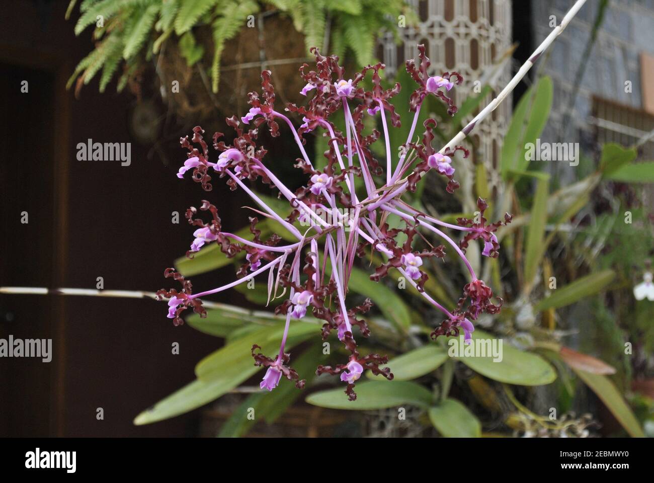 This is an Orchid Schomburgkia Lealia Undulata Stock Photo