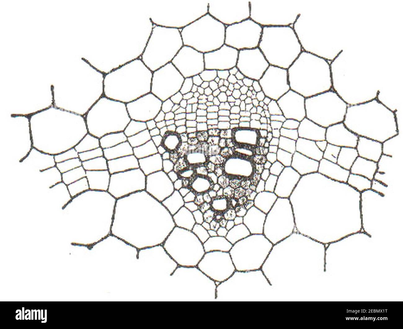 NSRW A Collateral Vascular Bundle. Stock Photo
