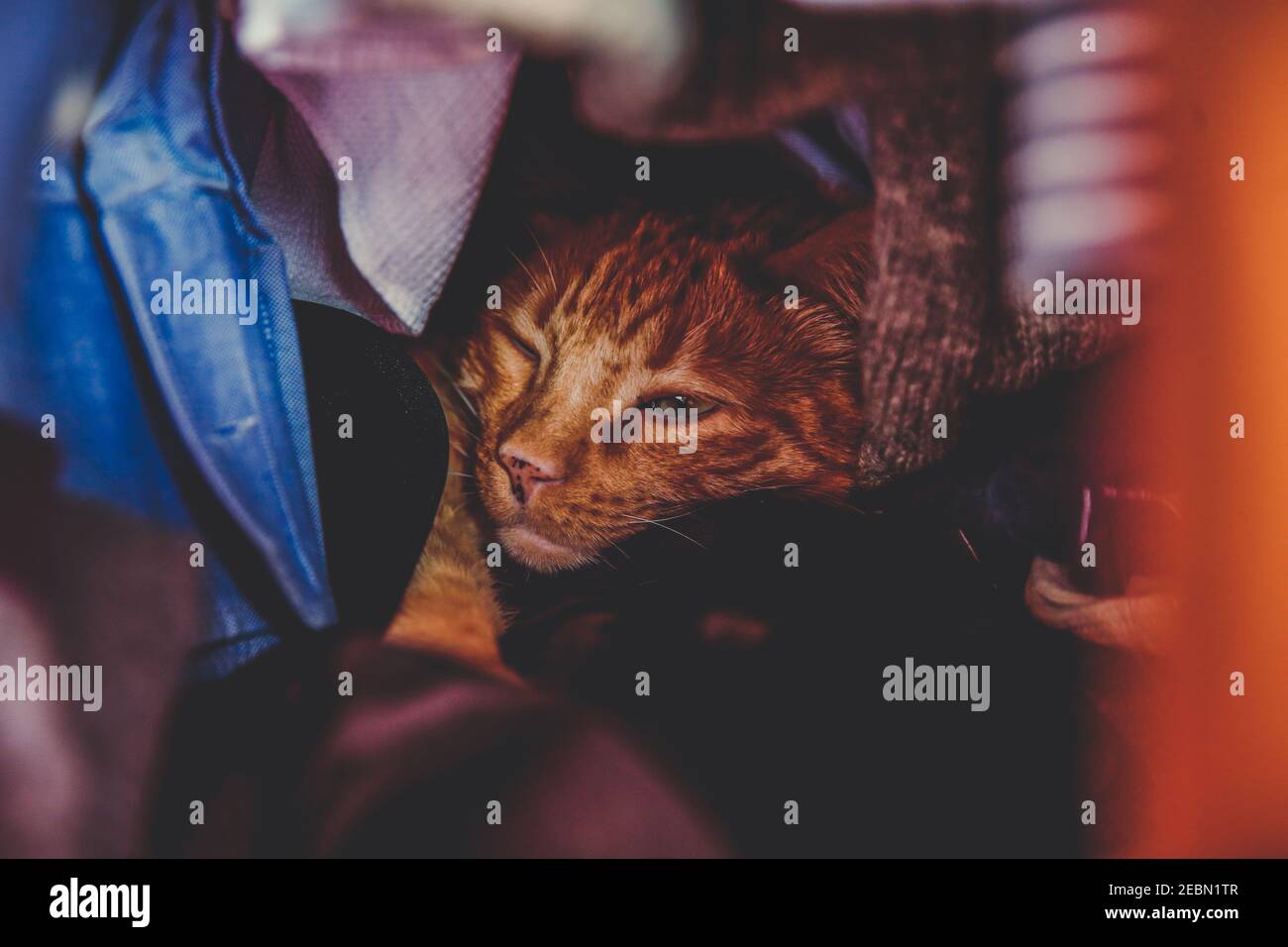 Beautiful cat sleeping at home. Closeup portrait of a pet relaxing with