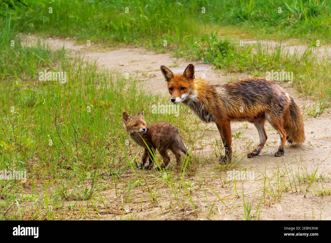 A vixen with a puppy , after a rain shower with wet fur Stock Photo