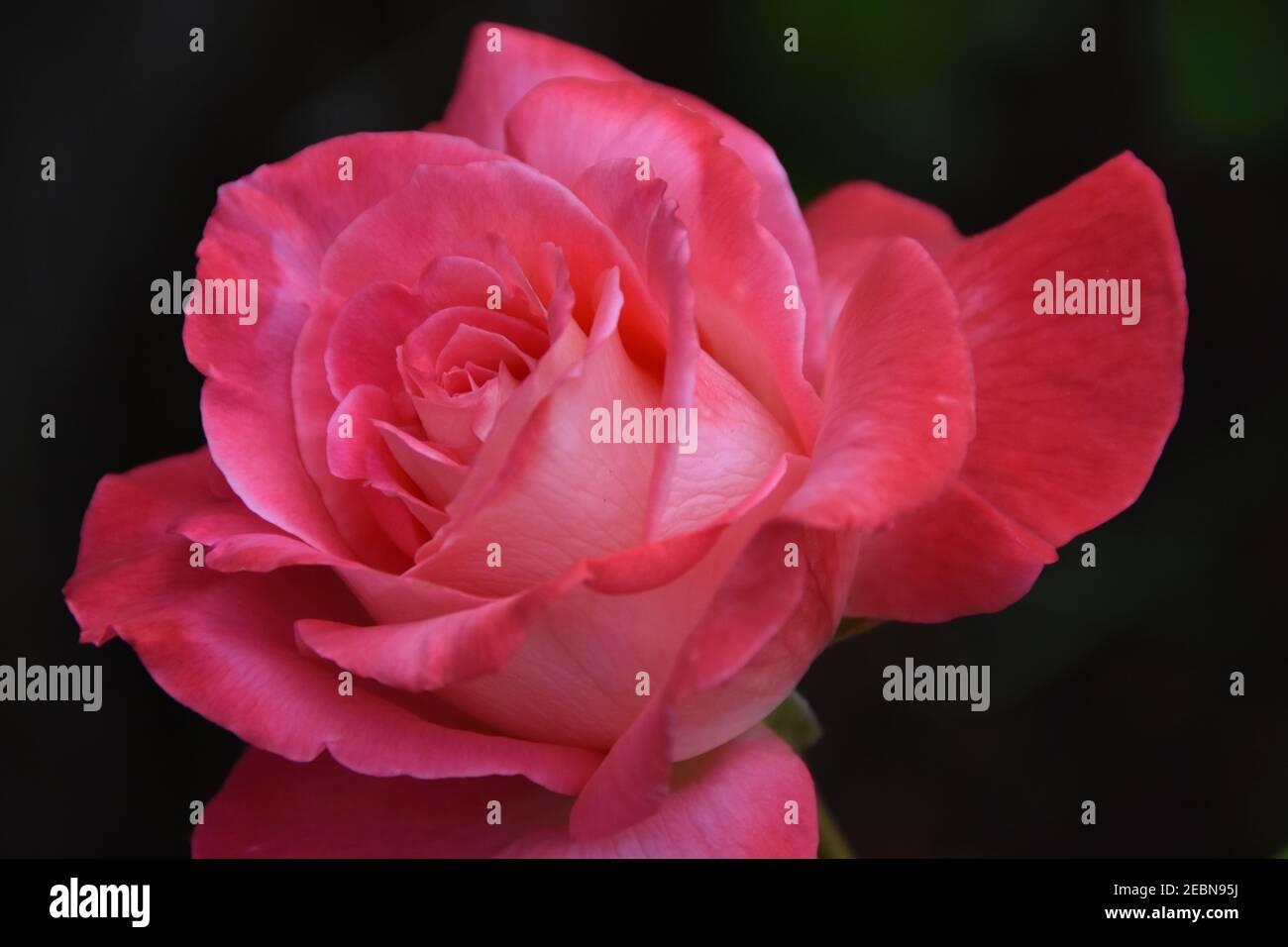 Salmon color rose hi-res stock photography and images - Alamy