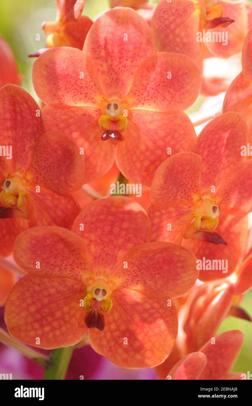 Thai orange orchid with funny face closeup. Stock Photo
