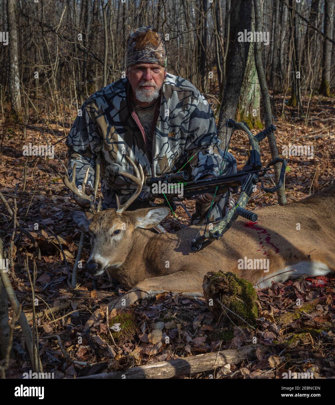 Crossbow hunter approaches his kill in northern Wisconsin Stock Photo
