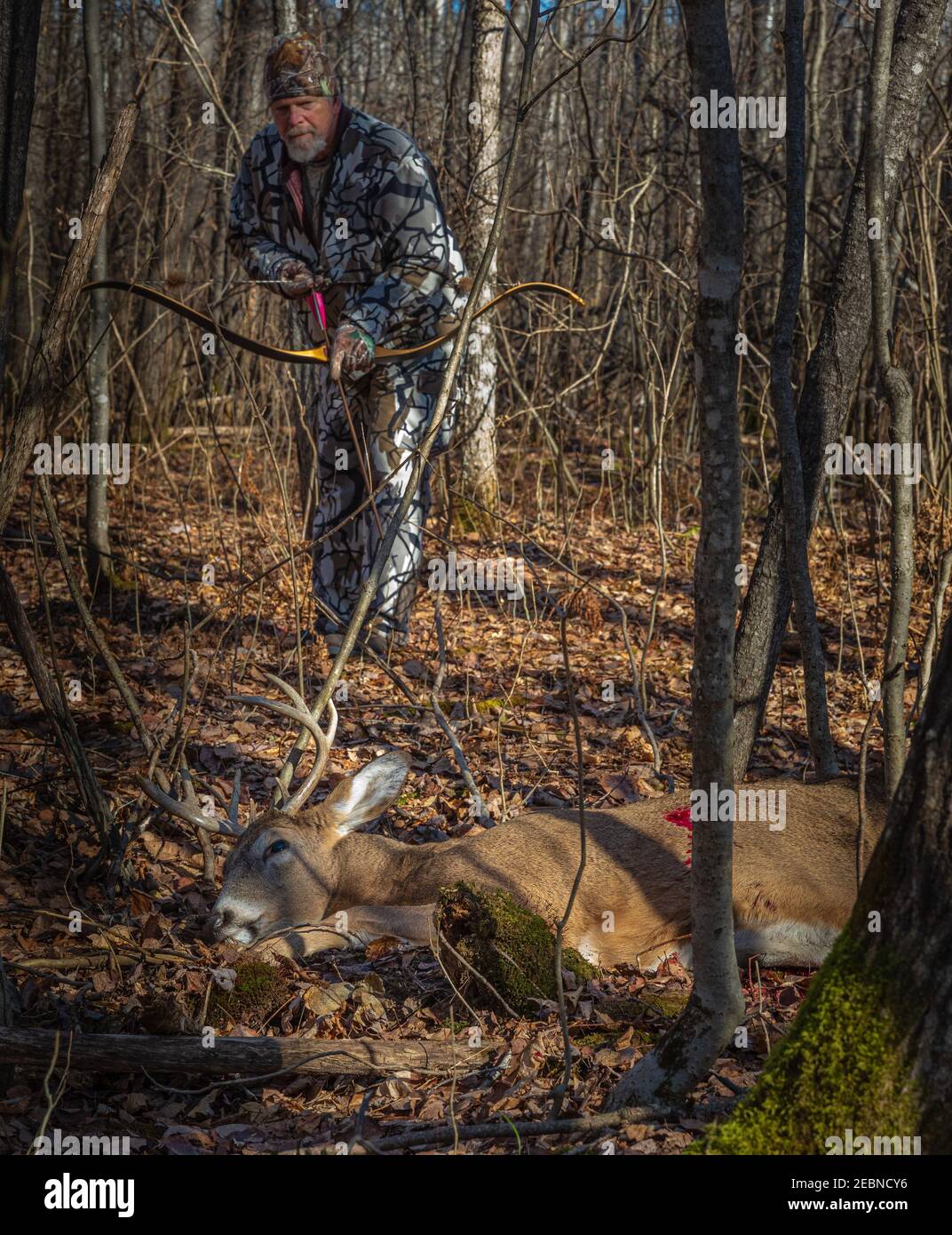 Hunter holding his custom-made recurve bow and arrow as he approaches his kill in northern Wisconsin. Stock Photo
