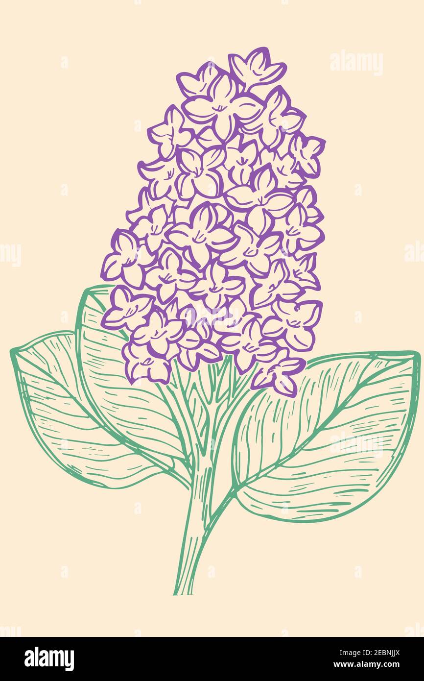 Hand-drawn branch of lilac. Vector color sketch of lilac. Purple flowers, spring flower. Isolated object. Stock Vector