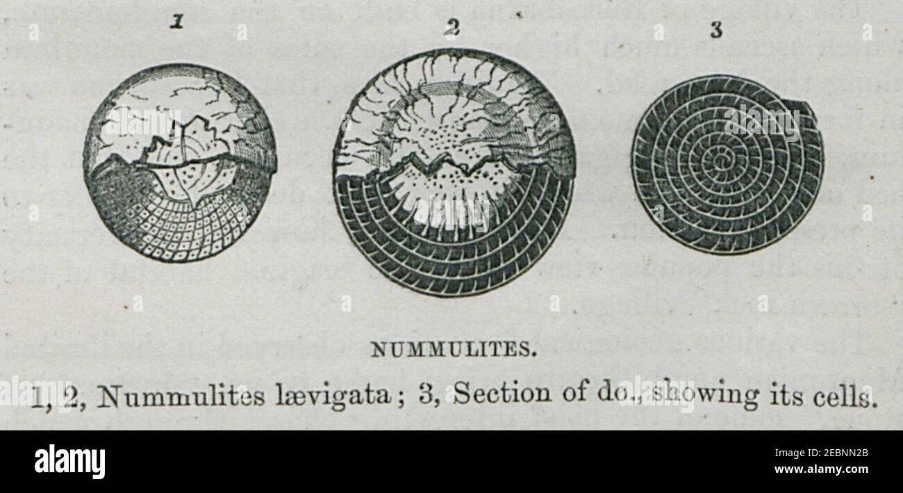 Nummulites 1,2 Nummulitis laevigata; 3, section of do, showing its cells - Bennet James Henry M - 1875. Stock Photo