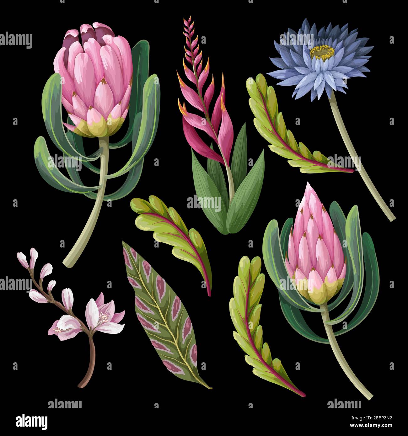 Protea garden Stock Vector Images - Alamy