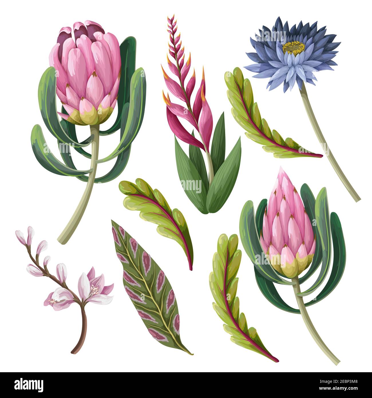 Protea and tropical flowers isolated. Trendy floral vector print. Stock Vector