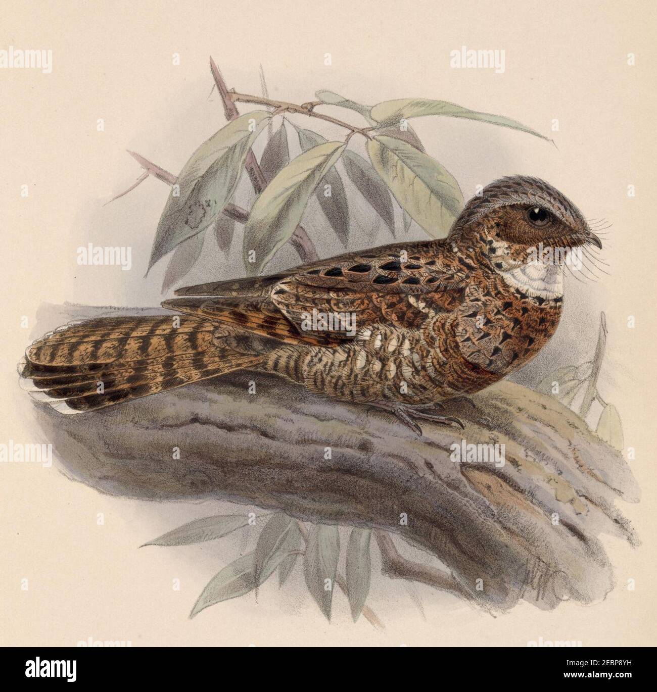 Nyctiphrynus yucatanicus 1902 Stock Photo Alamy