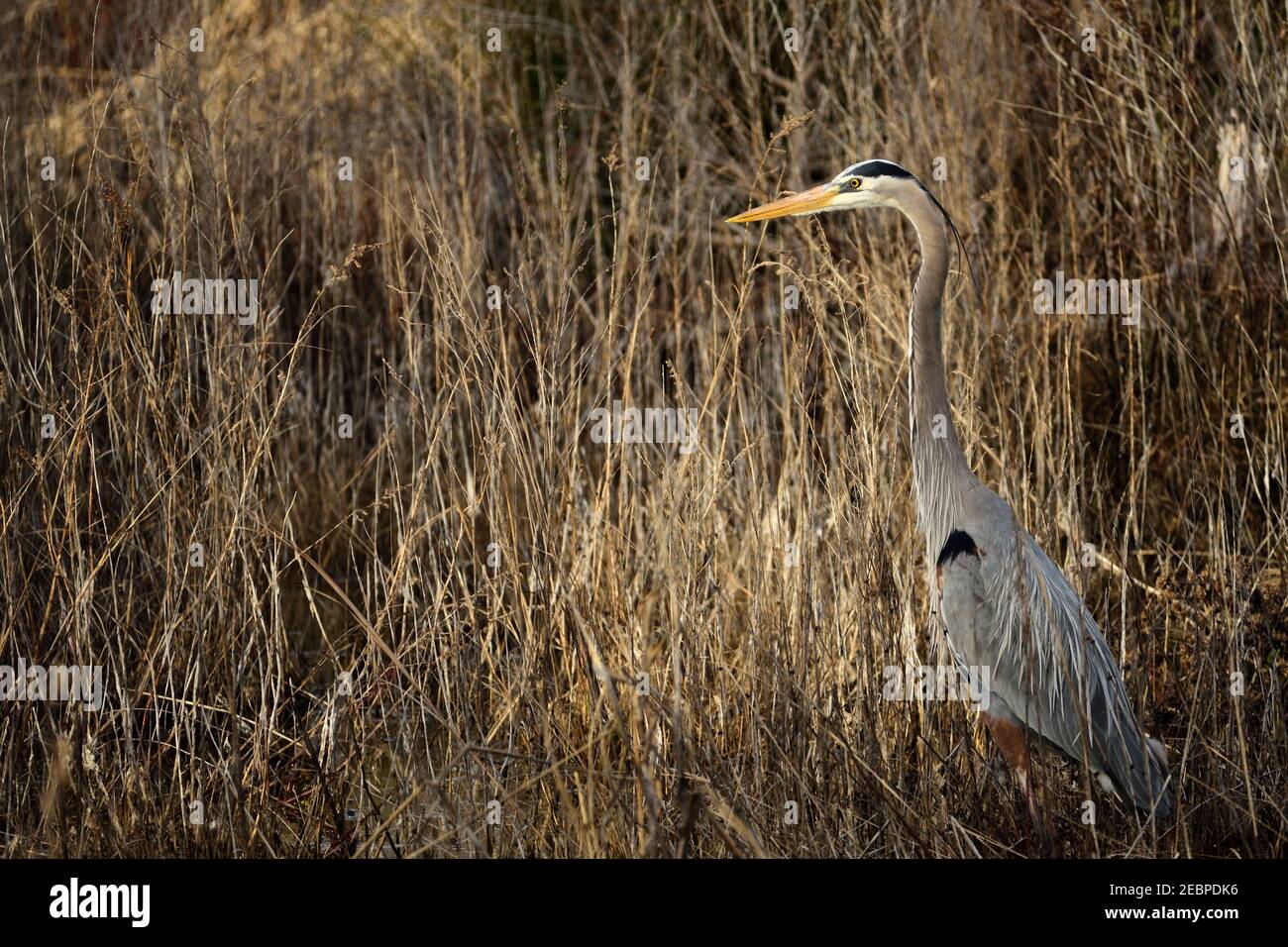 Left side of Great Blue Heron Standing in front of tall tan and brown weeds in a Panama City, Florida Stock Photo