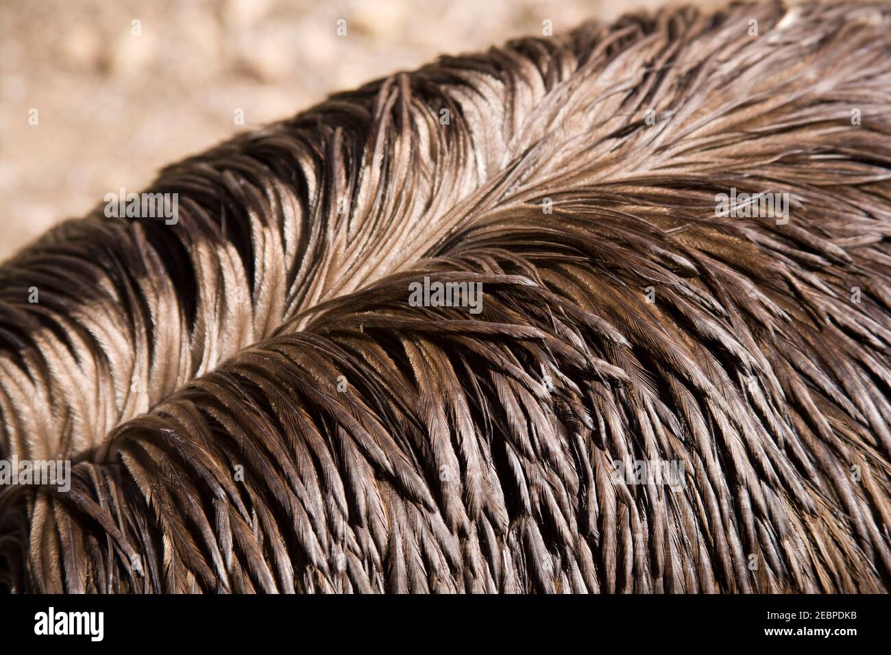 closeup of feathers on emu back. Emu flightless bird in australia. Stock Photo