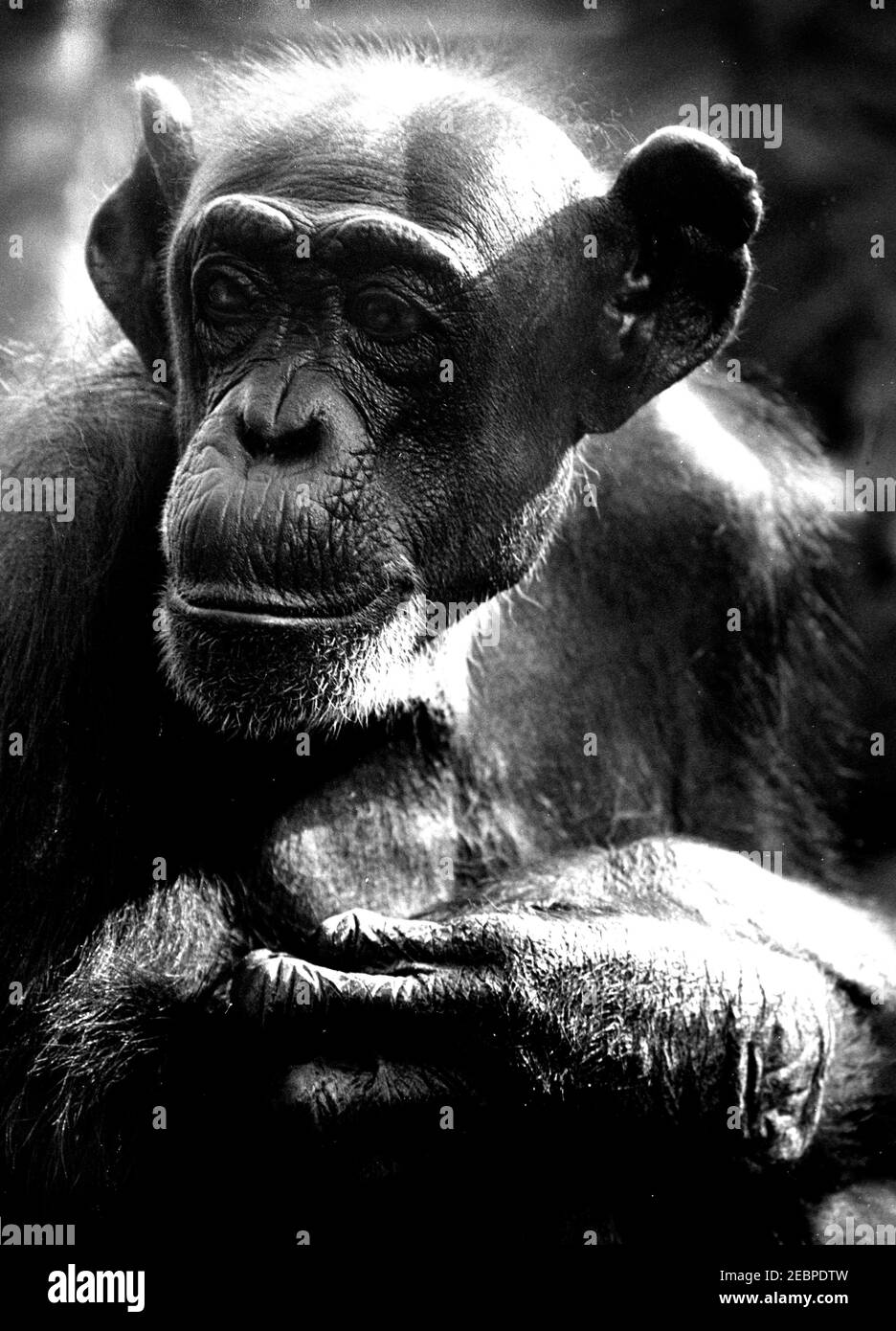 The chimpanzee, also known as the common chimpanzee, robust chimpanzee, or simply chimp, is a species of great ape native to the forest and savannah o Stock Photo