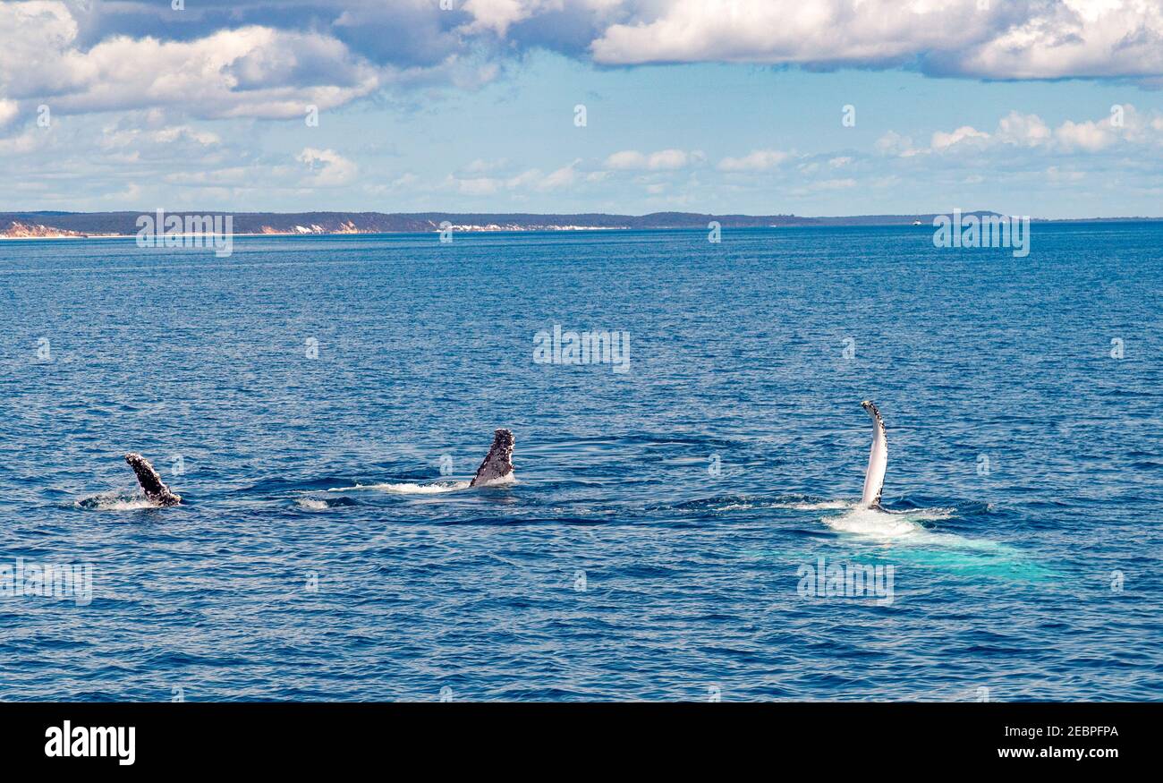 Hervey Bay in Queensland is famous for whales. Stock Photo