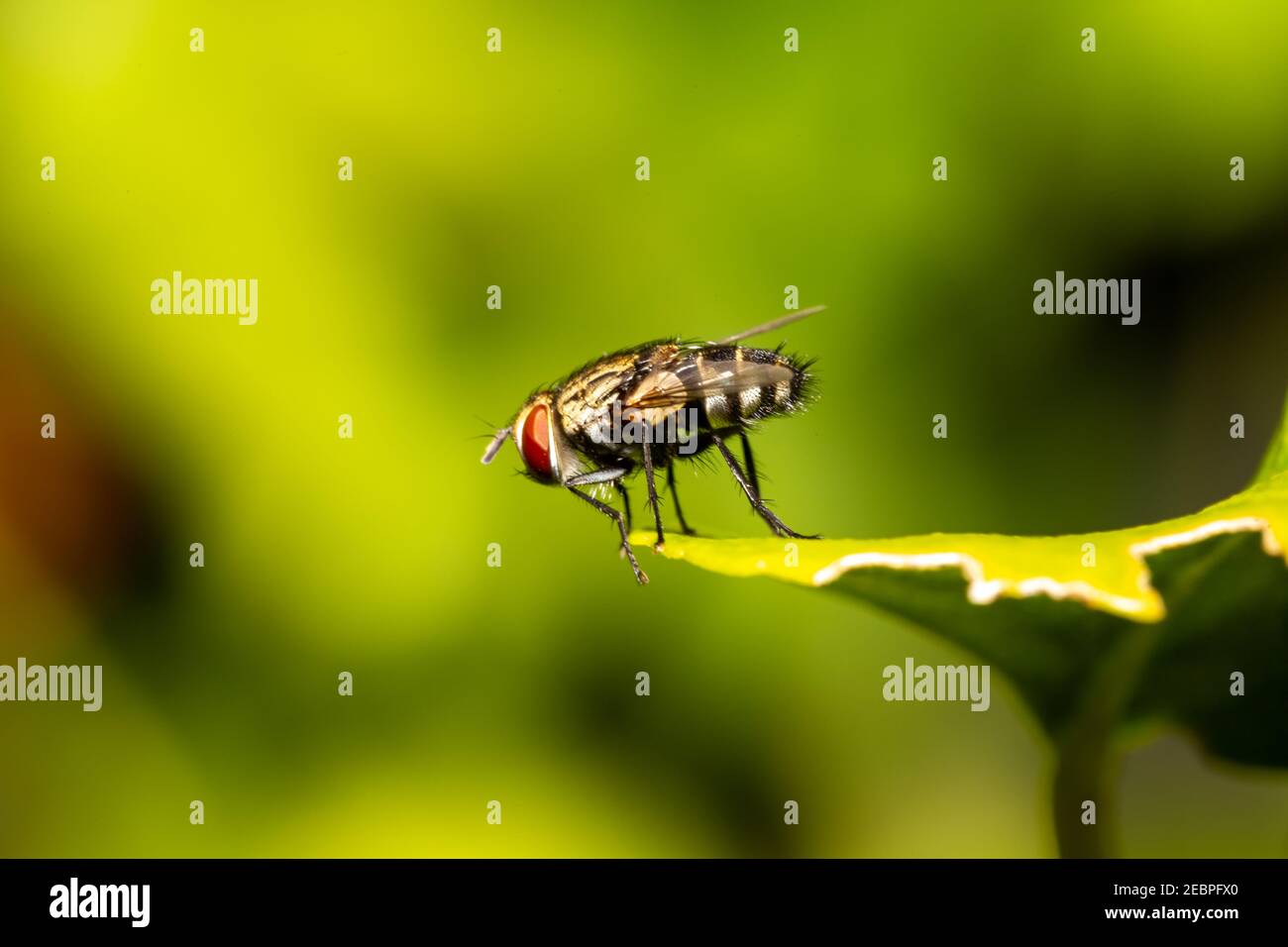 Most flesh flies are decomposers as their white, legless maggots