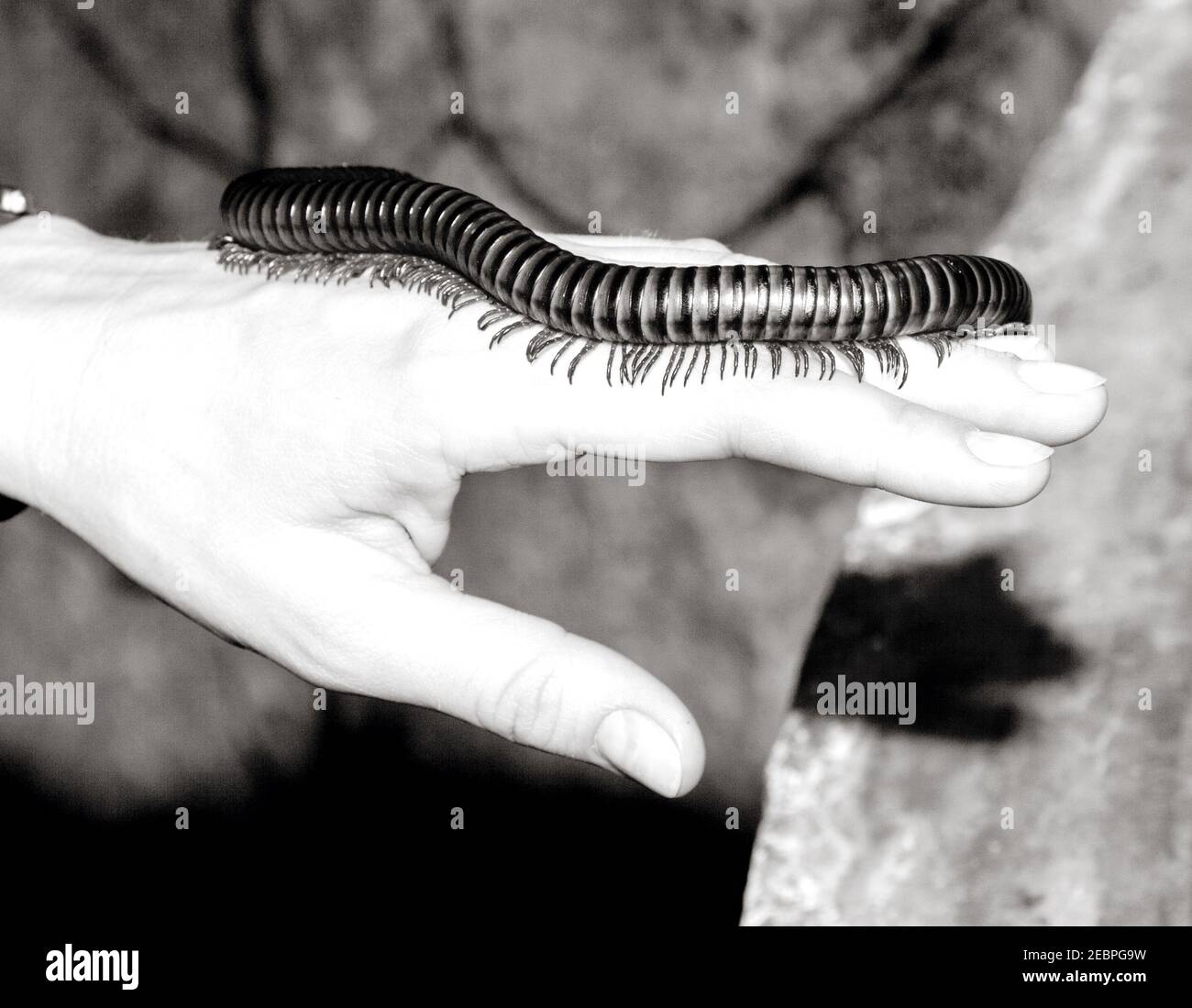 an large millipede worm from asia Stock Photo