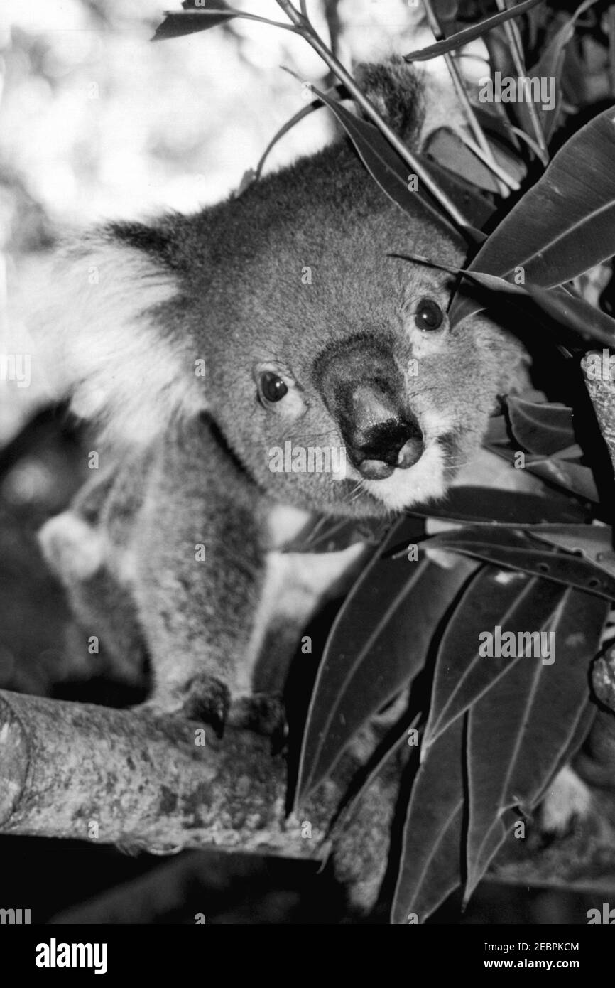 Koala feed tree Black and White Stock Photos & Images - Alamy