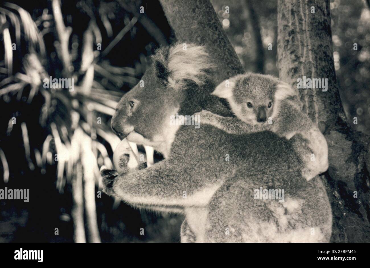 Koala feed tree hi-res stock photography and images - Alamy