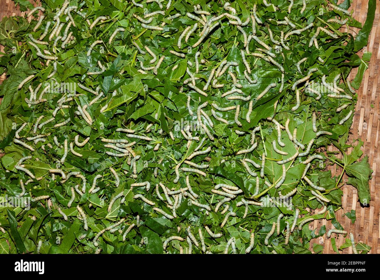 Silk worms, scene in silk factory in Cambodia. Silk direct from the cocoons of silk worms. Silk