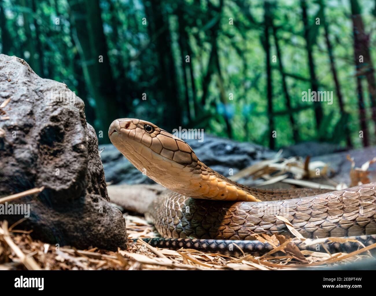 The king cobra (Ophiophagus hannah) is a large elapid endemic to forests from India through Southeast Asia. It is threatened by habitat destruction an Stock Photo