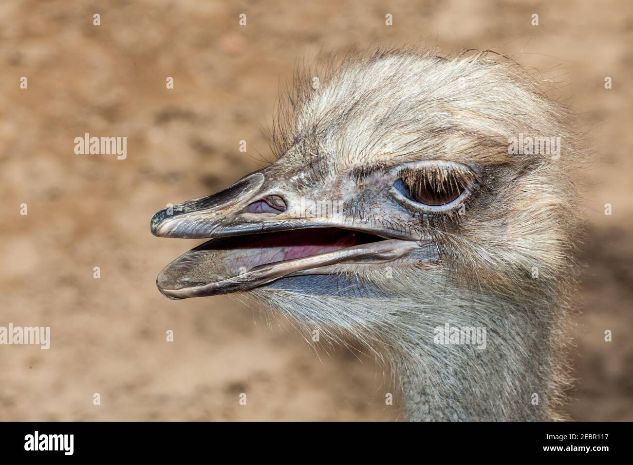 Emu flightless bird in australia. Stock Photo