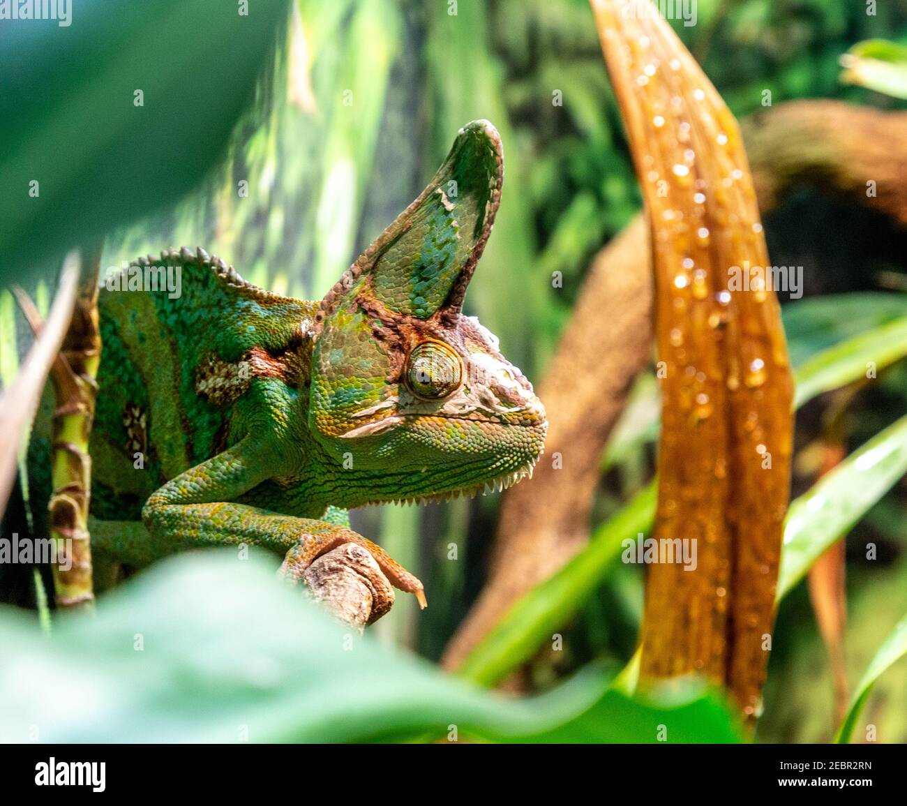 Chameleons mostly live in the rain forests and deserts of Africa. The color of their skin helps them blend in with their habitats. Chameleons that han Stock Photo