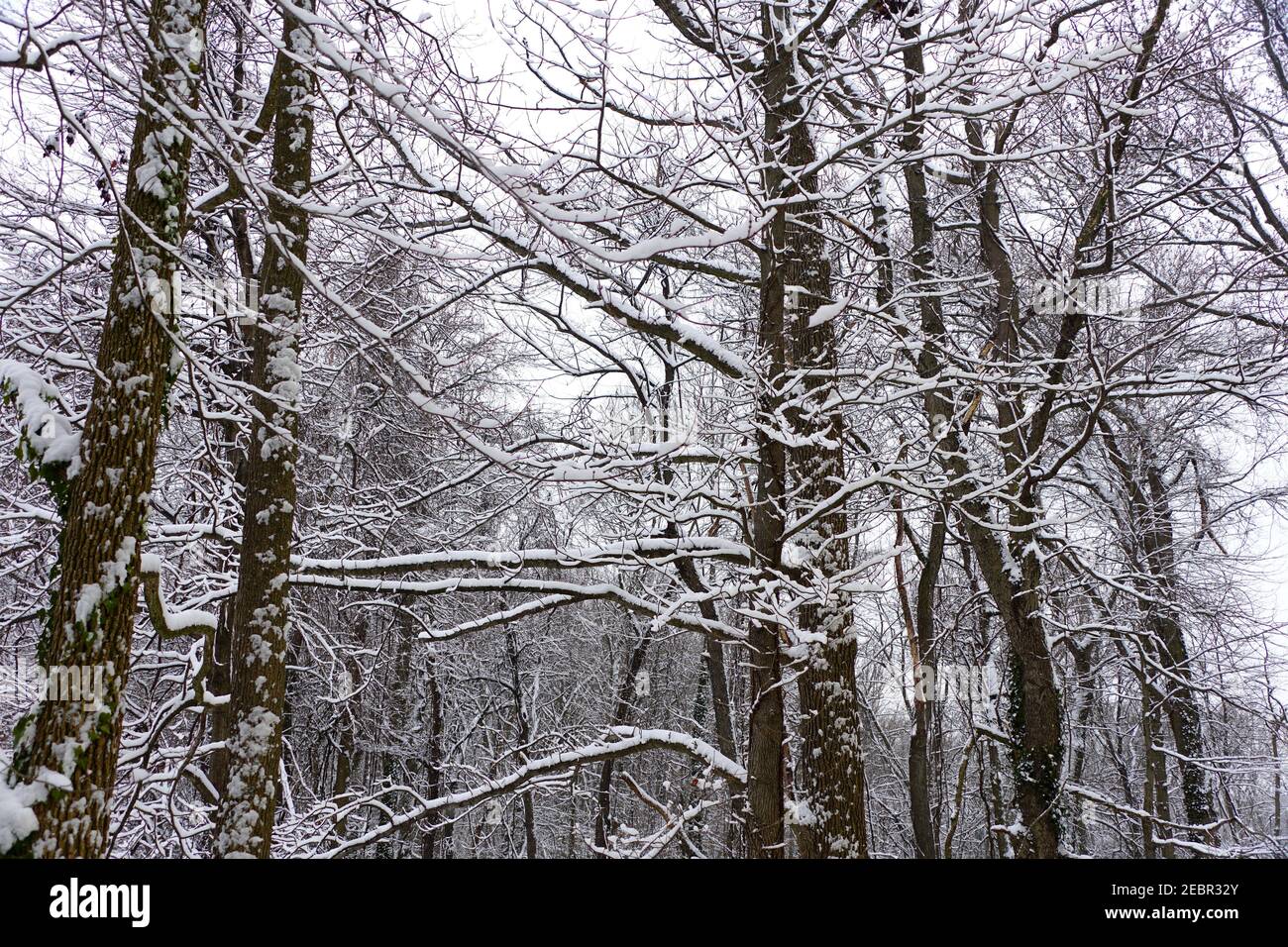 Tree branches covered with snow after a winter storm Stock Photo - Alamy