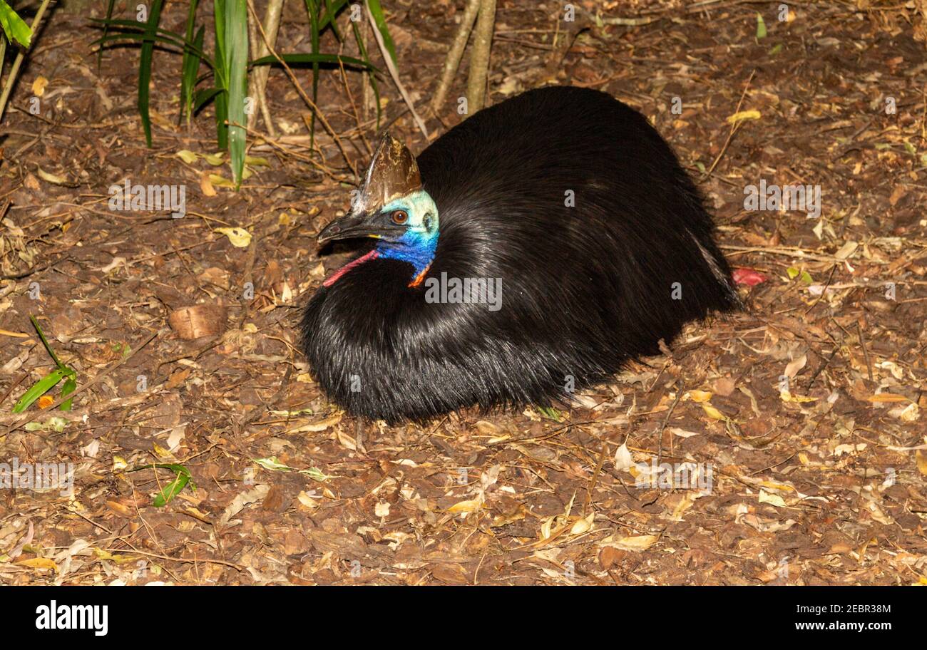 The Cassowary, genus Casuarius, is a ratite that is native to the tropical forests of New Guinea, East Nusa Tenggara, the Maluku Islands, and northeas Stock Photo