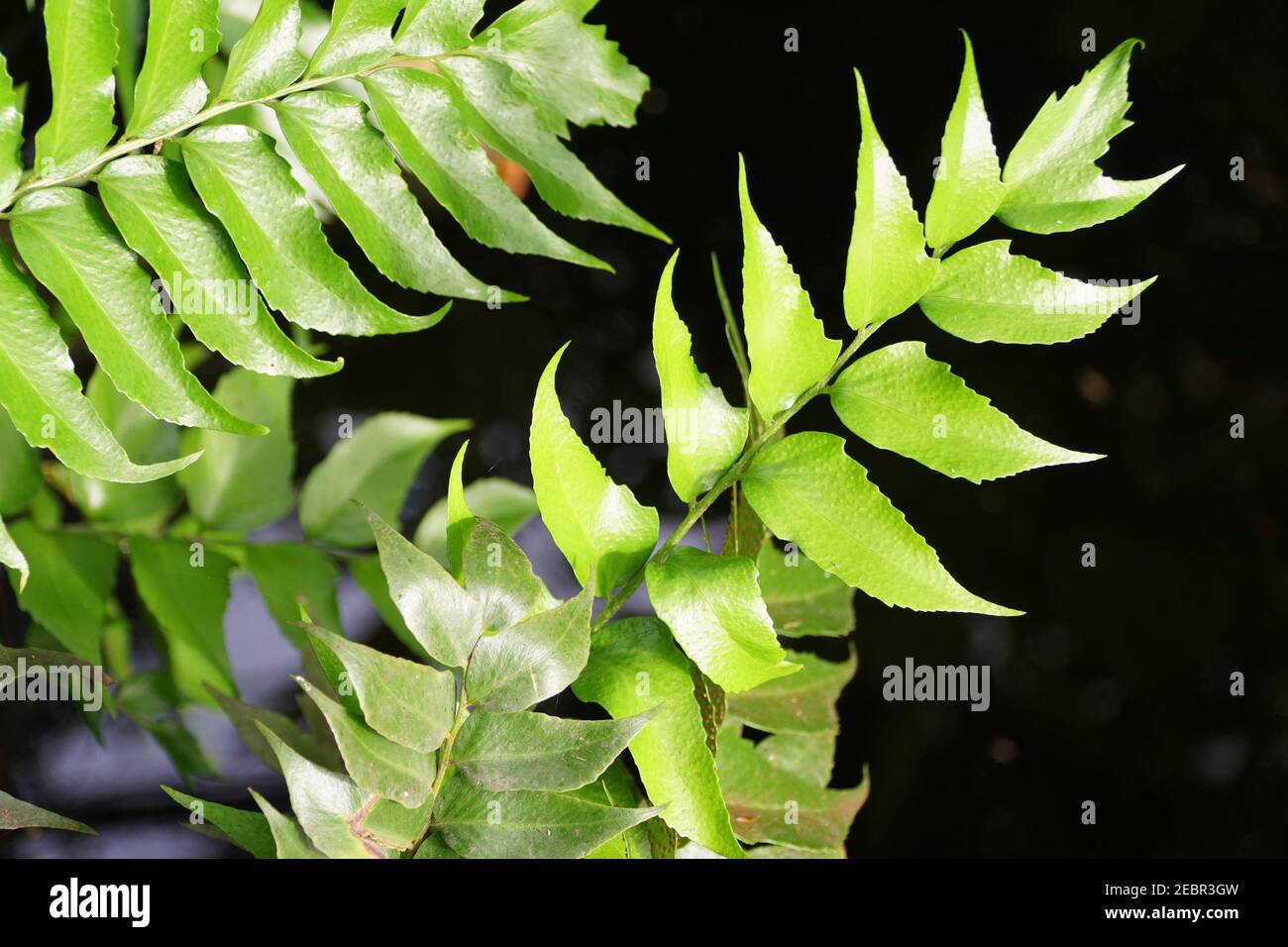 The green leaves of Cyrtomium plants from Southeast Asia Stock Photo