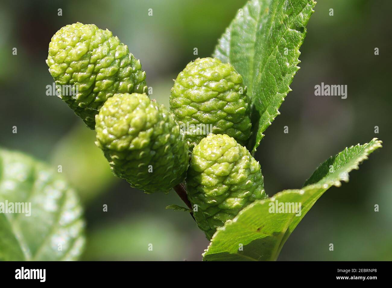 Macro of green unripe alder catkin cones Stock Photo