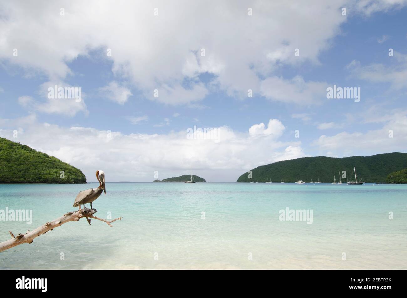USA, USA Virgin Islands, St. John, Pelican perching on log on tropical beach Stock Photo