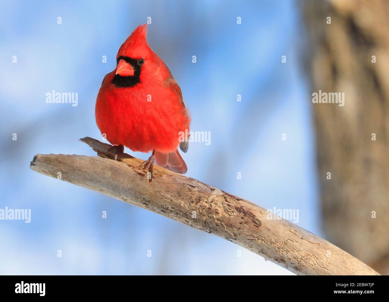 Northern Cardinal sitting on a branch in winter, Quebec, Canada Stock