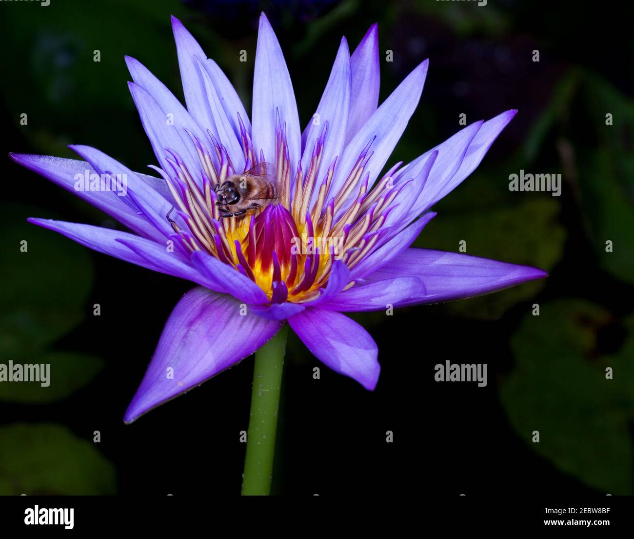 The Nymphaeaceae are aquatic, rhizomatous herbs .Members of this family are commonly called water lilies This one is called Blue Beauty Stock Photo