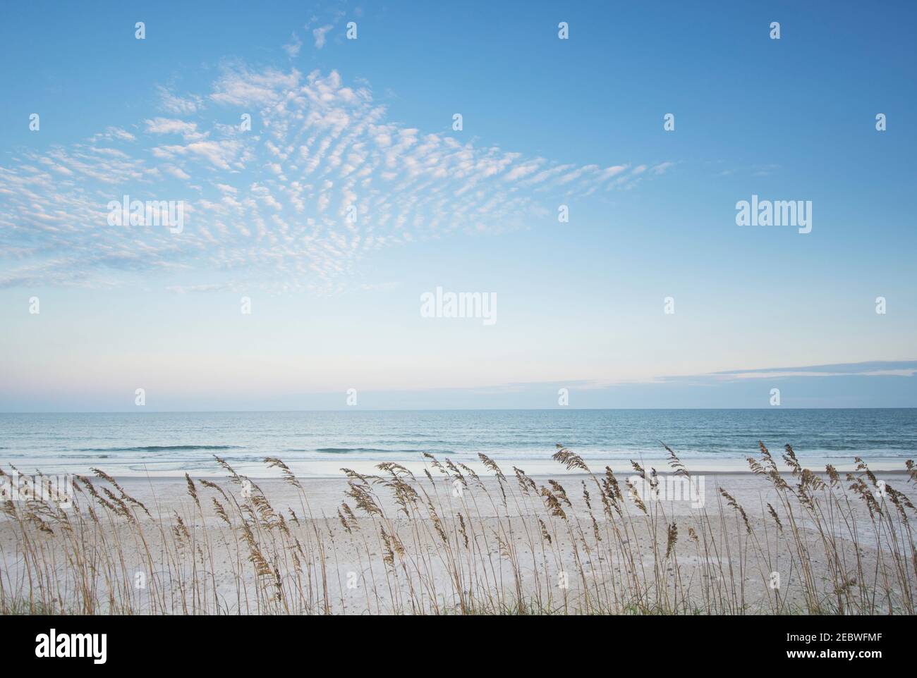 USA, North Carolina, Tall grass on beach Stock Photo Alamy