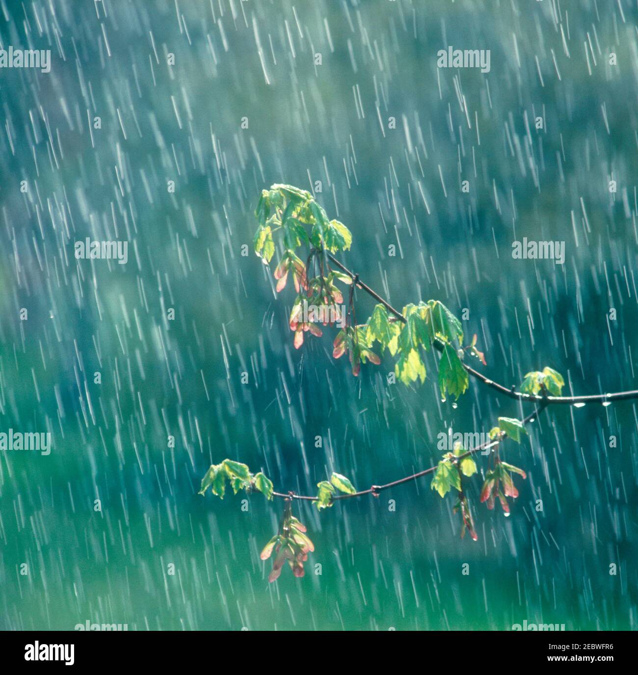 Branch motion hi-res stock photography and images - Alamy