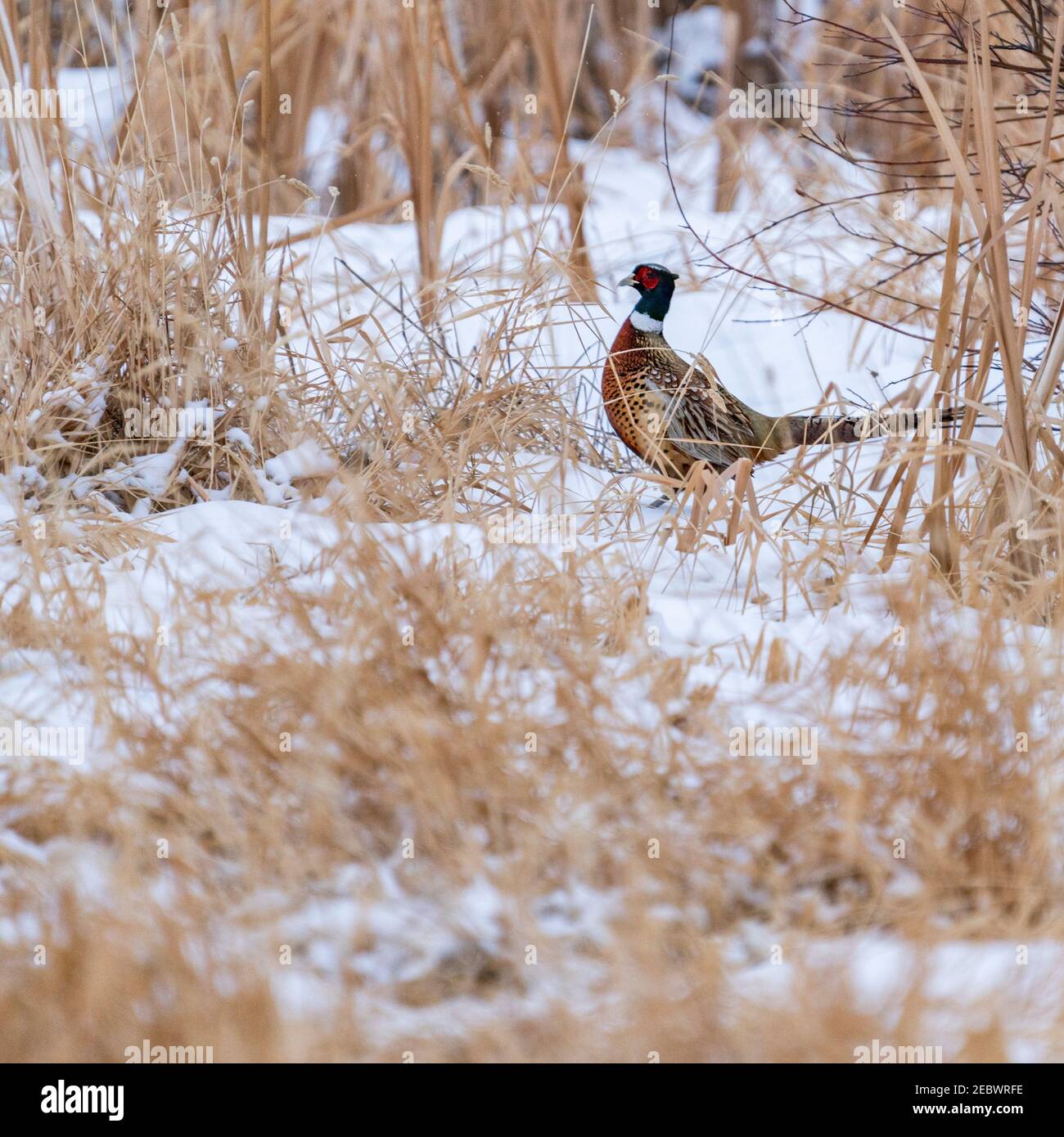 USA, Idaho, Bellevue, Male rooster pheasant in snowy field Stock Photo
